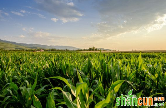 玉米的需肥规律与科学施肥技术