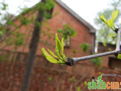 花生种植对土壤有什么要求？