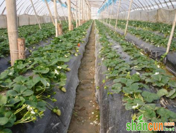 阴雨天大棚草莓如何增加光照？