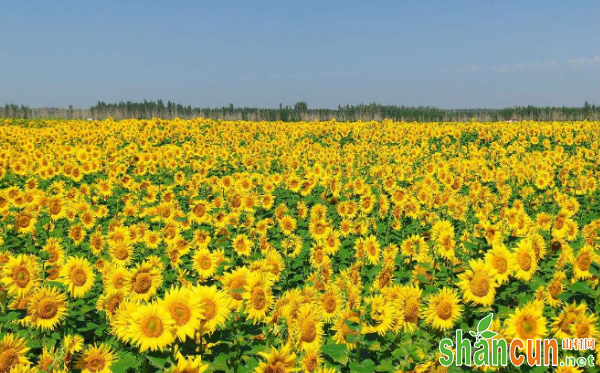 地膜春油葵高产栽培要点