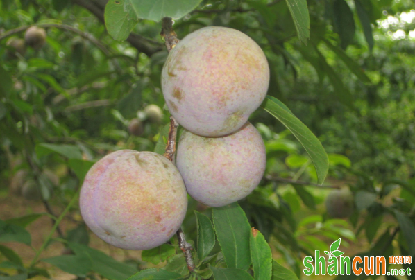 三华李如何保花保果