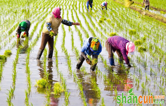 水稻插秧时，水层深度过深、过浅分别有什么影响？