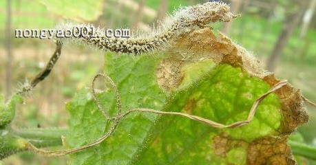 黄瓜细菌性缘枯病防治技巧