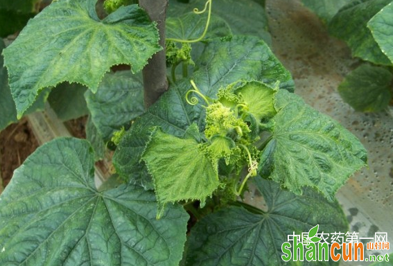 雨后黄瓜病害