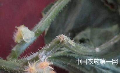 黄瓜细菌性流胶病的防治措施