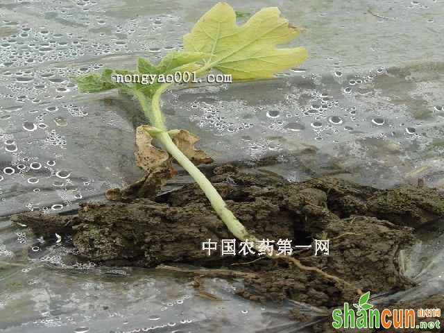 西瓜沤根怎么防治