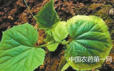 导致蔬菜叶缘发黄的四个原因，如何防治