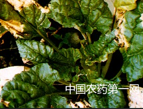 甜菜丛根病