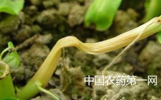 空心菜灰霉病的防治方法