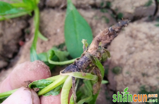 防治菠菜根腐病如何用药？