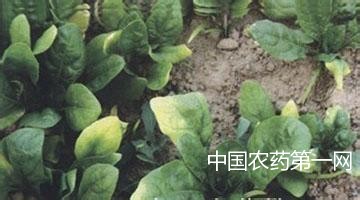 菠菜根结线虫病