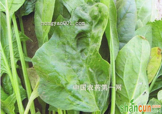 菠菜病毒病病防治方法