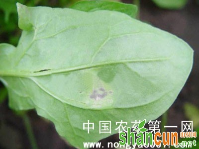 菠菜细菌性斑点病