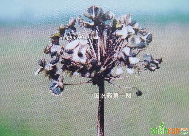 韭菜紫斑病防治方法