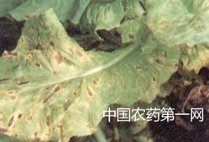 生菜病虫害的防治方法