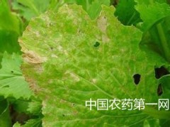 夏季生菜霜霉病防治