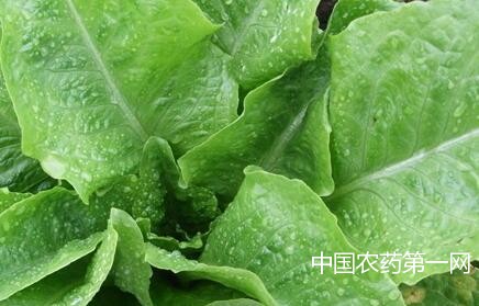 如何防治油麦菜霜霉病？