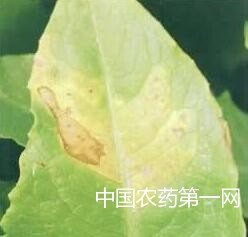 油麦菜霜霉病的防治方法