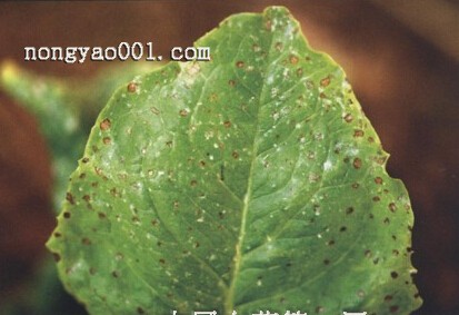 油麦菜细菌性叶斑病的诊断与防治