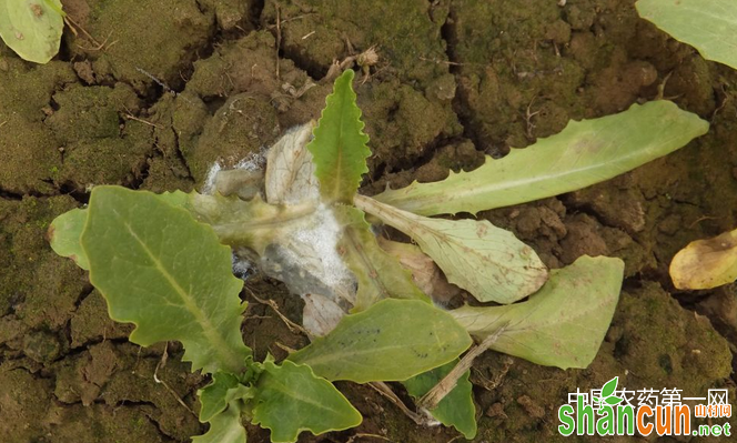 油麦菜菌核病防治有新法