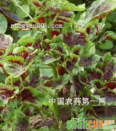 水培苋菜茎基腐烂病防治技巧