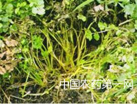 如何防治香菜菌核病？