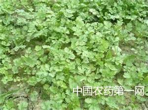 保护地香菜菌核病如何防治