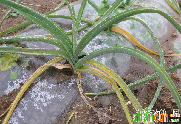 大蒜重茬病害综合防治