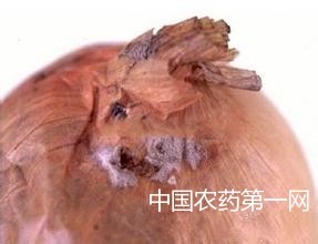 洋葱颈腐病的农业防治措施