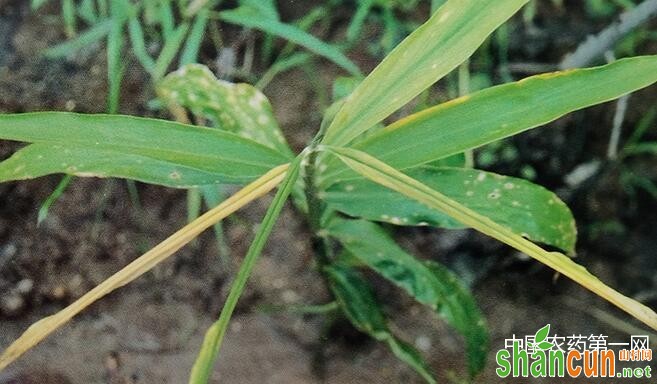 大姜腐霉根腐病的防治方法