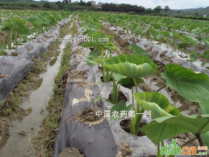 芋白粉病怎么防治