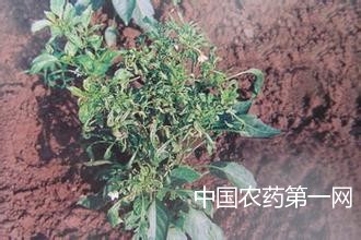 如何防治茄果类茶黄螨