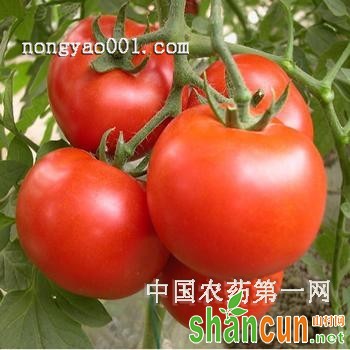 番茄缺肥的症状表现及防治技巧