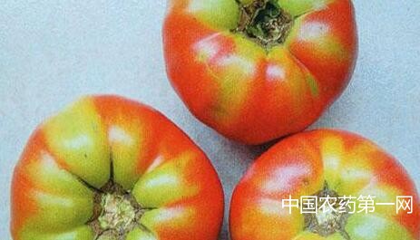 如何防治番茄绿背果？