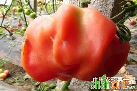 如何预防番茄空洞果？
