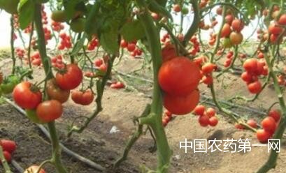 如何防治秋番茄徒长