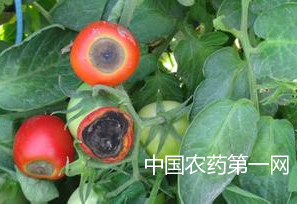 西红柿脐腐病防治方法