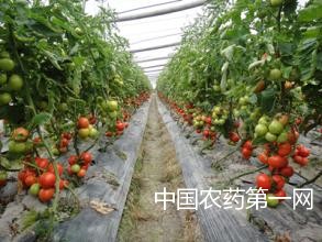 温室番茄落花落果的防治措施