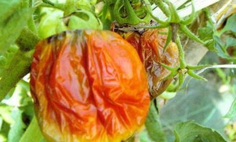 如何防治番茄绵腐病？