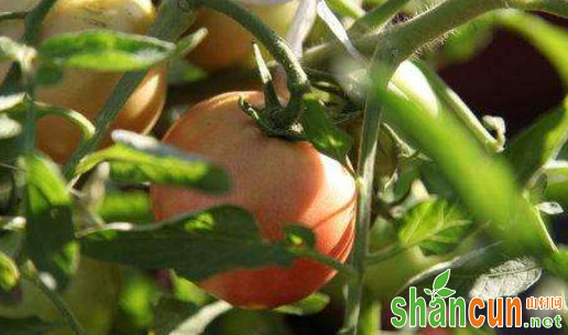 西红柿表皮粗糙发褐黄有裂纹，怎么防治？