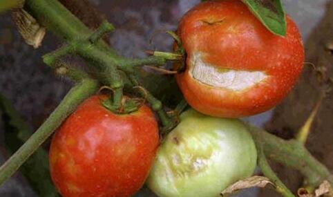 番茄筋腐病的防治措施