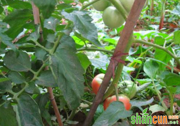 春季大棚番茄坐果差是什么原因？如何应对？