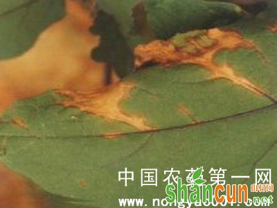 茄子细菌性叶斑病