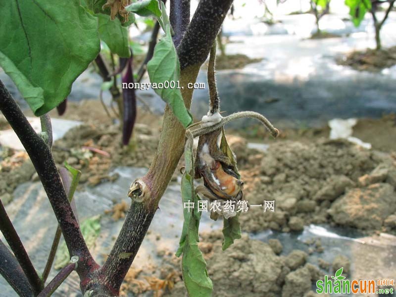 正确防治茄子菌核病