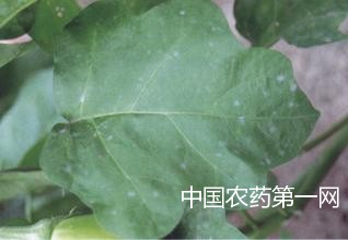 如何防治茄子白粉病？