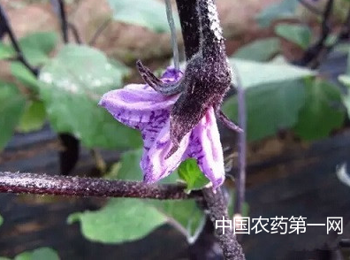 茄子紫花病