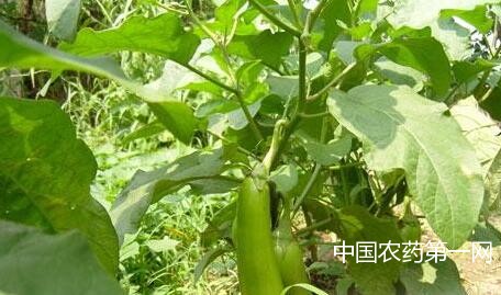 茄子缺磷症的防治方法