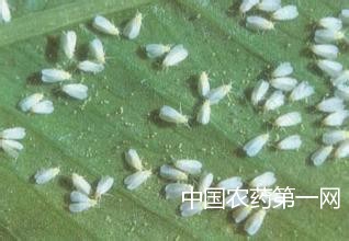 如何综合防治辣椒白粉虱？