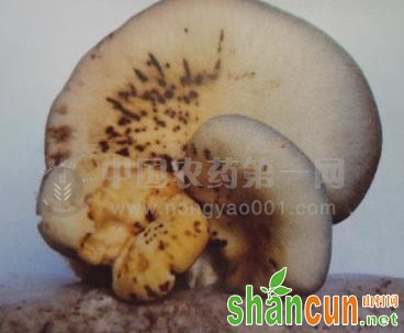 蘑菇褐斑病
