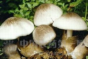  蘑菇白腐病的防治方法